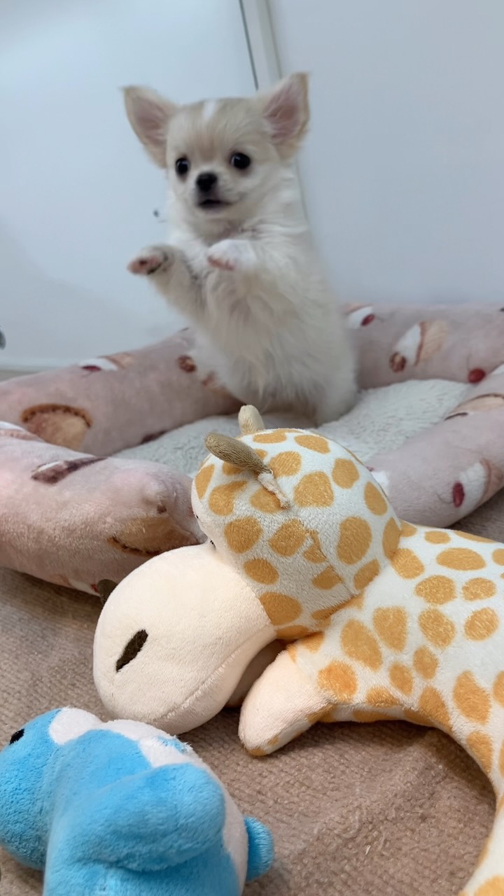 #今日のチワワ🐶