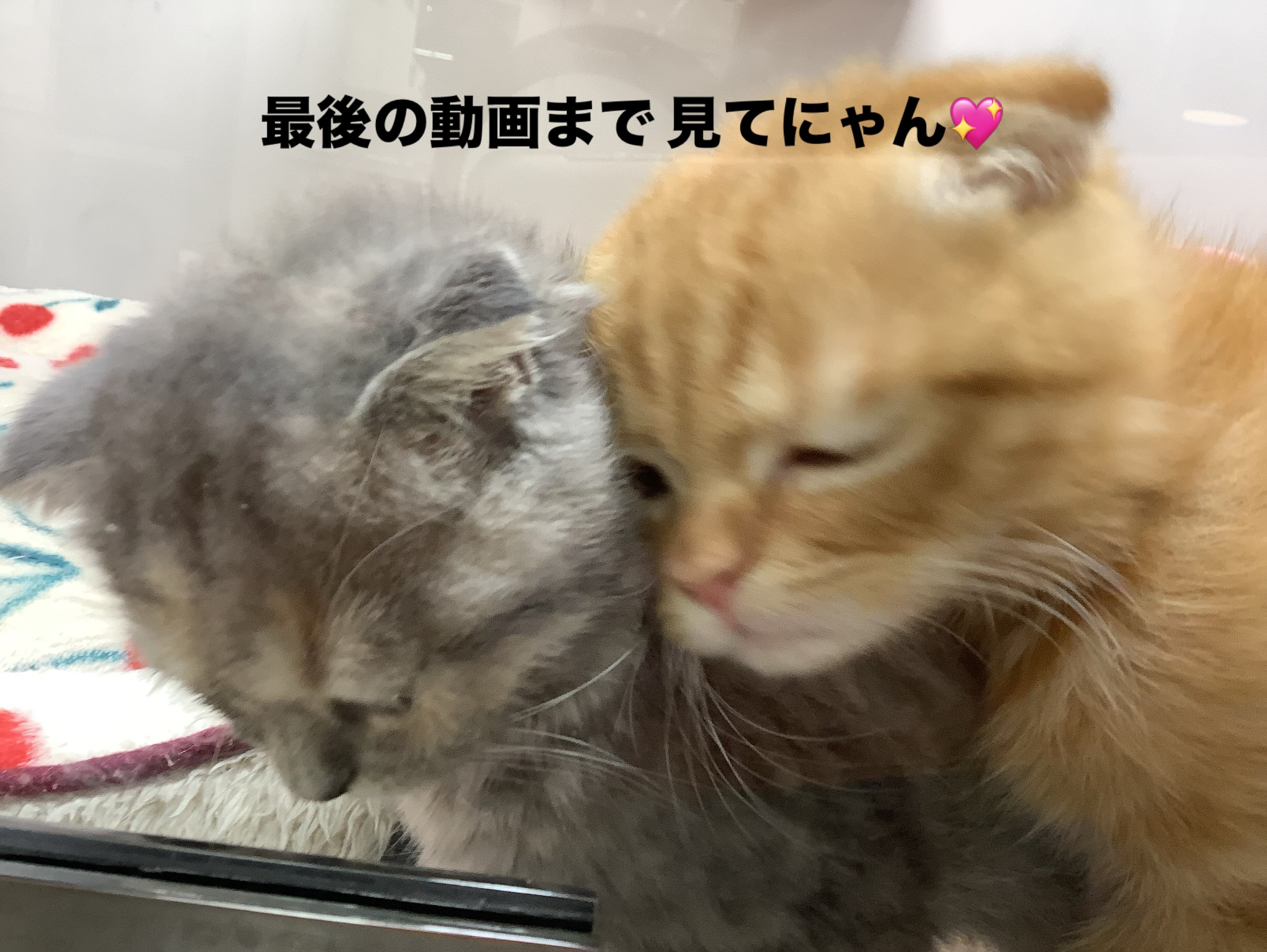最後の動画にも注目👀💖