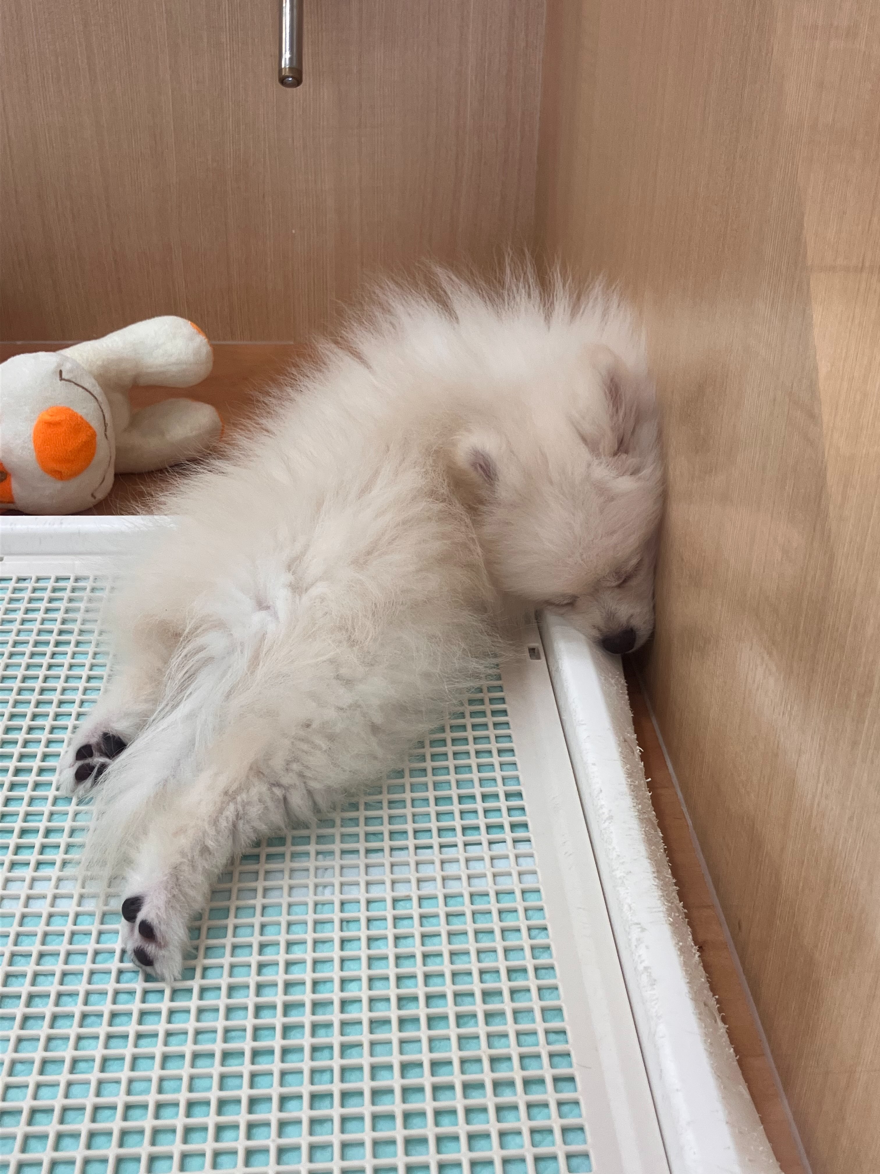 独特な寝方ぽんちゃん😴
