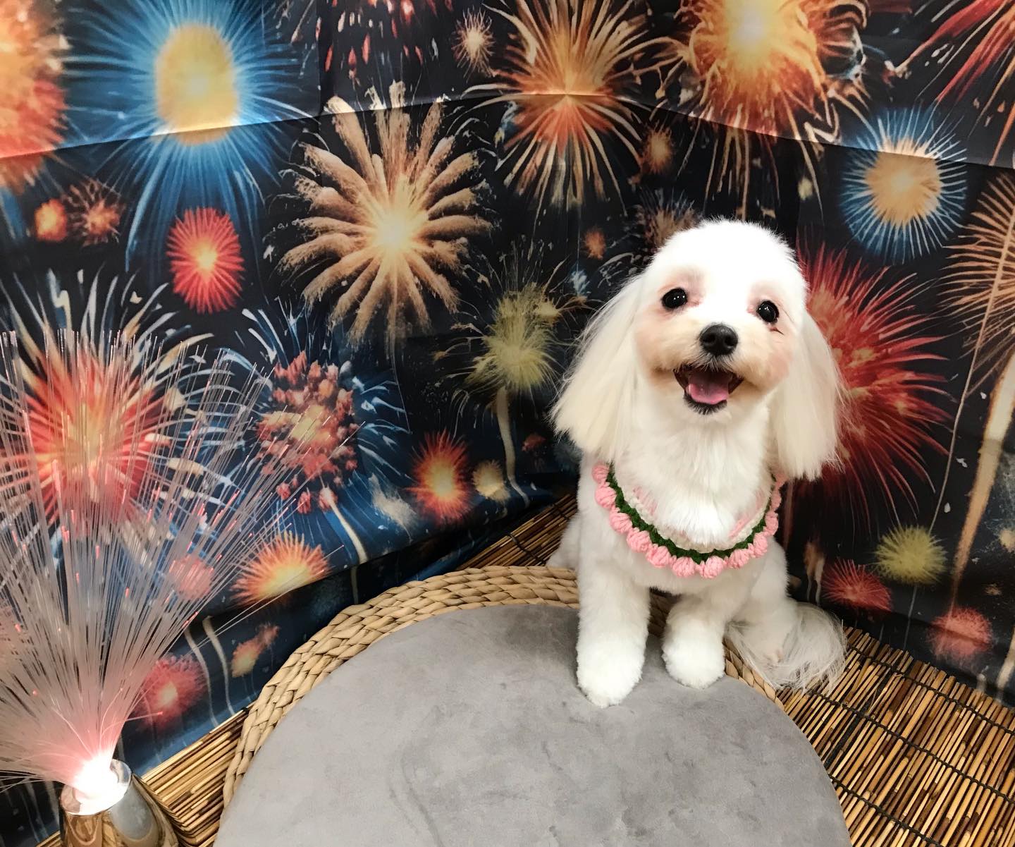 🐶マルチーズのゆきちゃん🐶