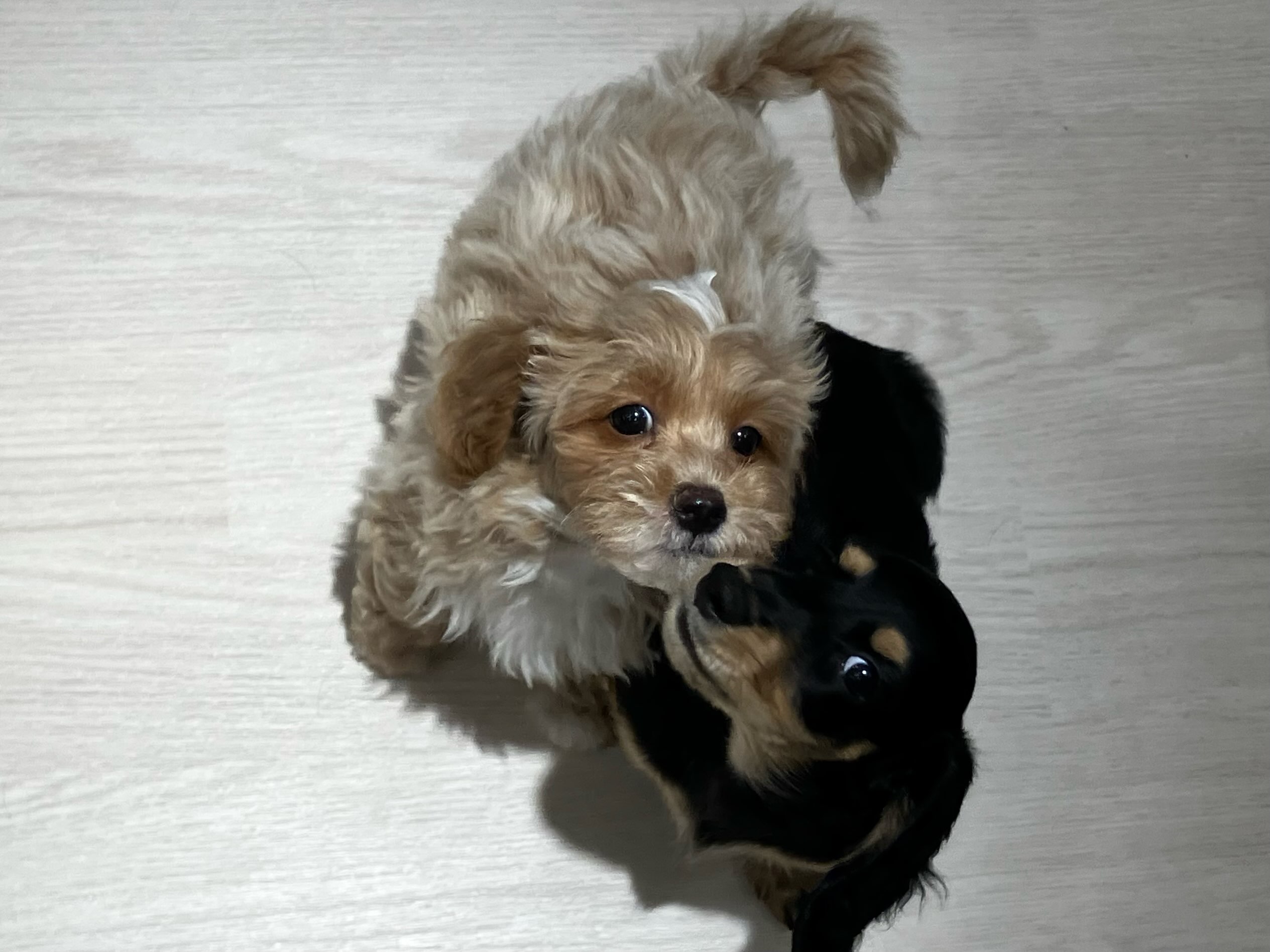 今日の仲良しさん🐶