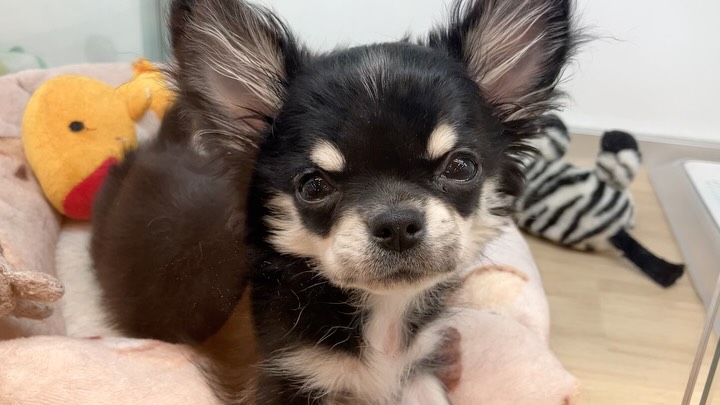 まっすぐな瞳で見つめてくるちーくん🥰