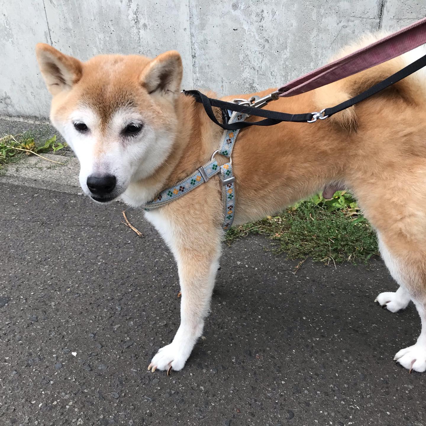 ホテルにお泊まり中のしばまるちゃん💕