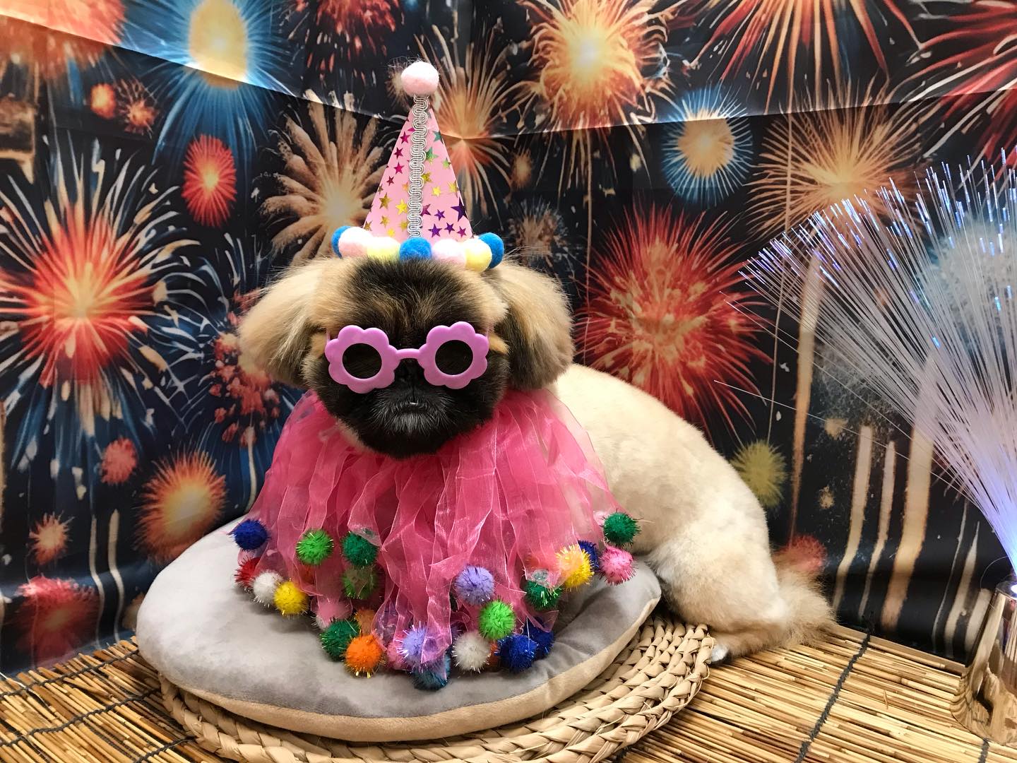 🐶ペキニーズのちゃあちゃん🐶