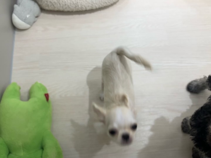 ぴょんぴょん人懐っこいチッチ💖😊