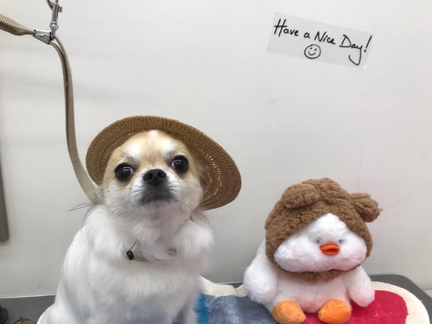 トリミングご利用のお客様です💕