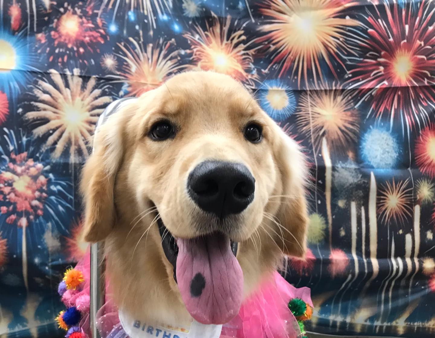 🐶ゴールデンのリクちゃん🐶