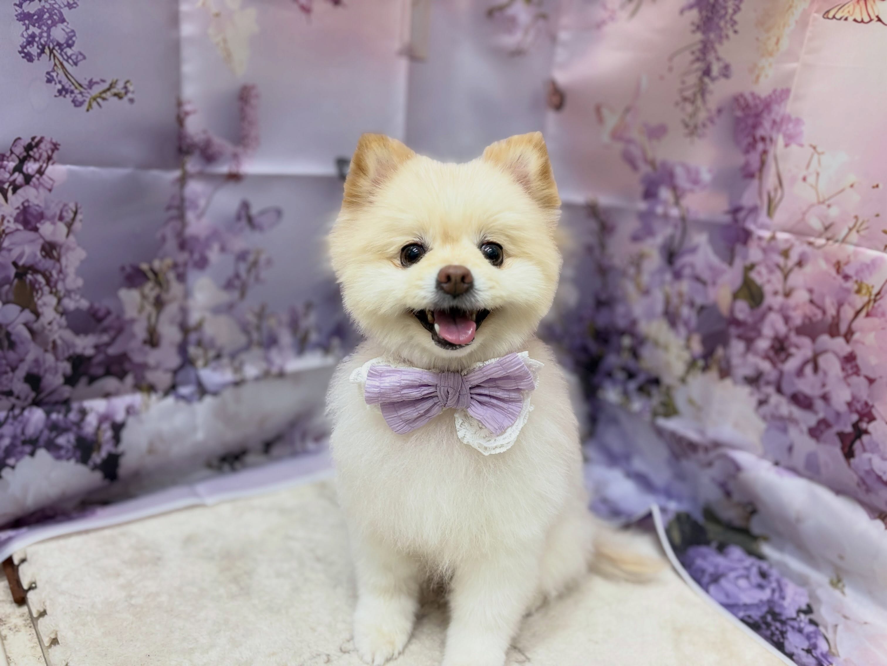 トリミングのお客様です✂️✨🦋💜‪