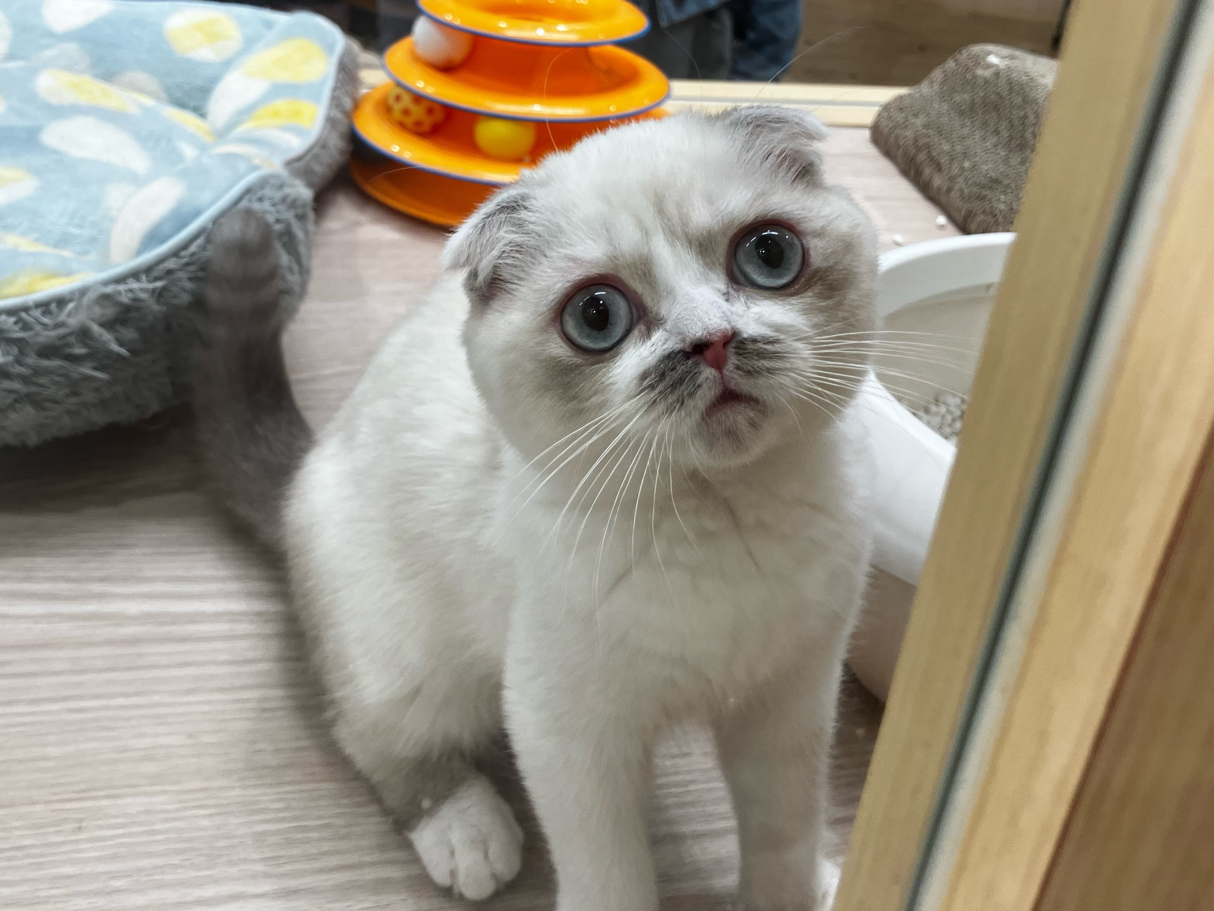 出待ちのちょび髭スーちゃん🥸