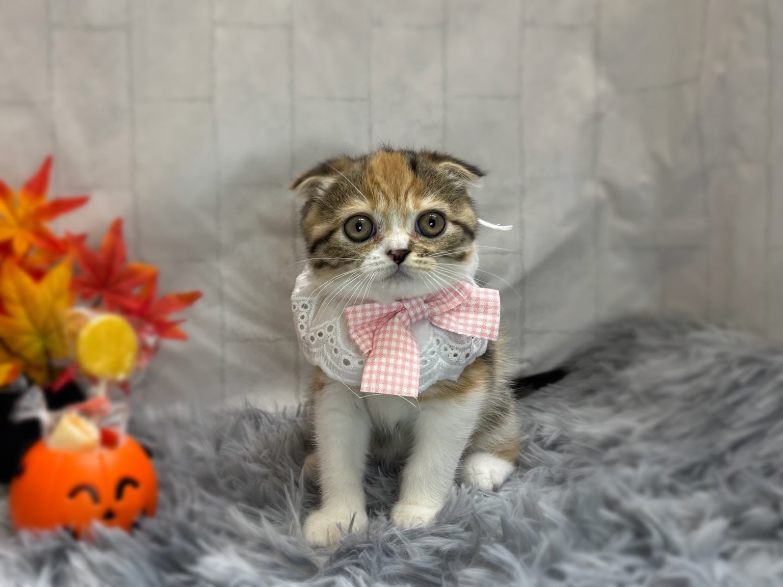新しく元町店に仲間入りしたスコちゃん🐱✨