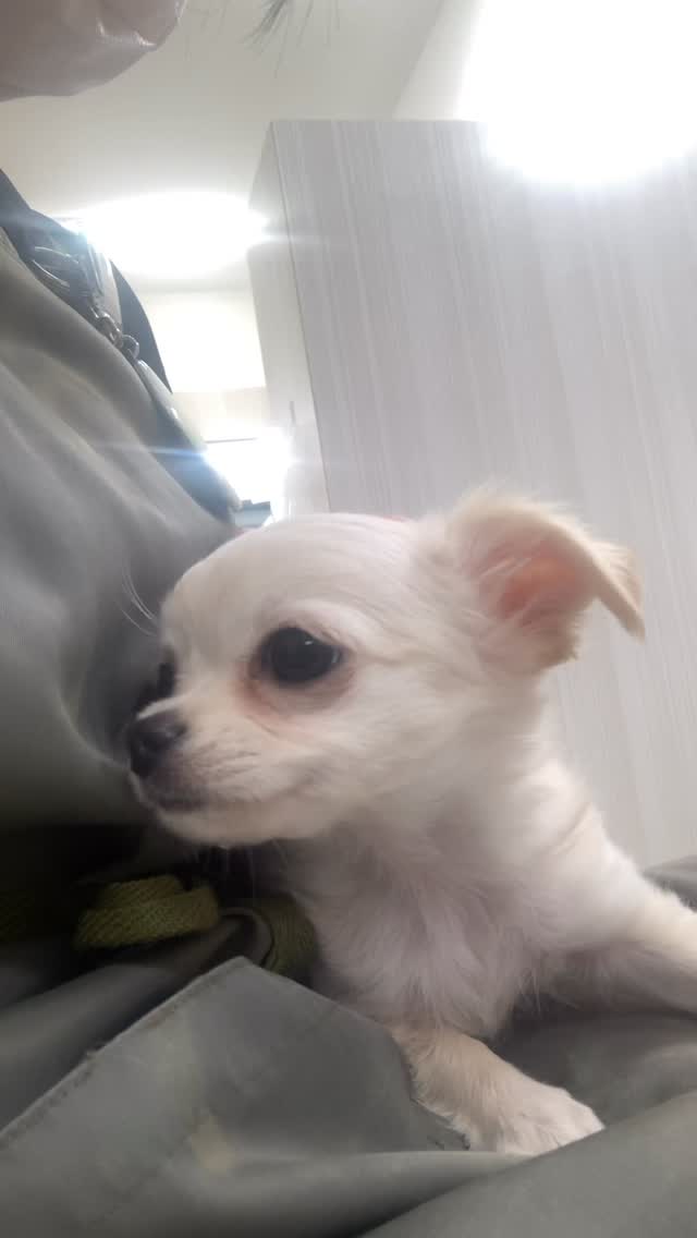思わずとろ〜ん❤️お耳撫でると喜びます！