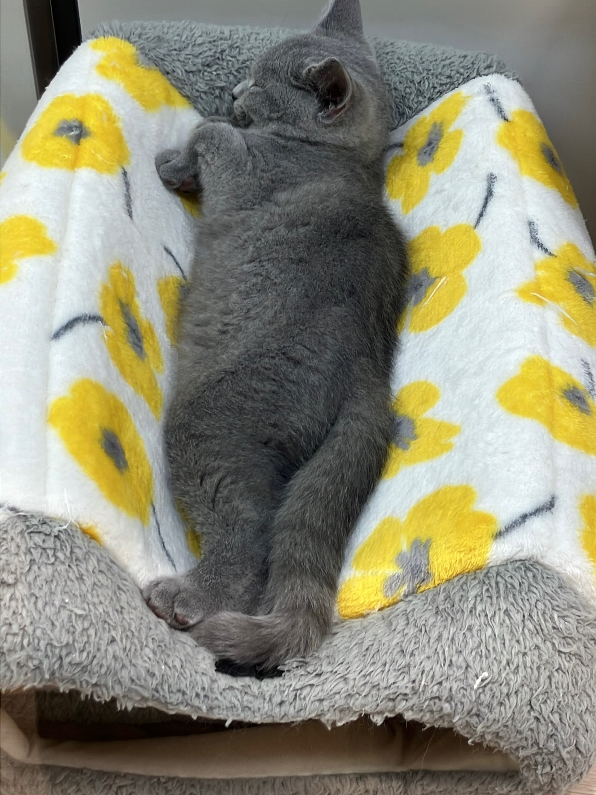 面白い寝方をするブリくん🐱💤