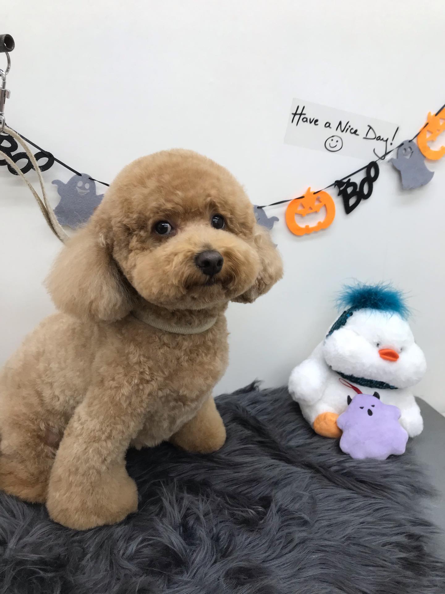 🐶トリミングご利用のお客様です💕
