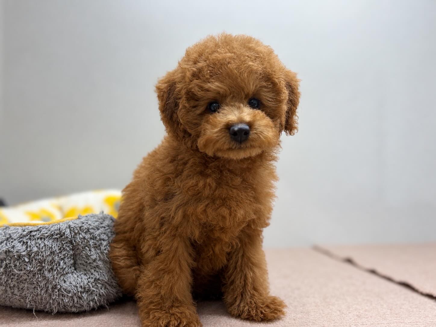 もふもふ感が可愛すぎる〜🥰