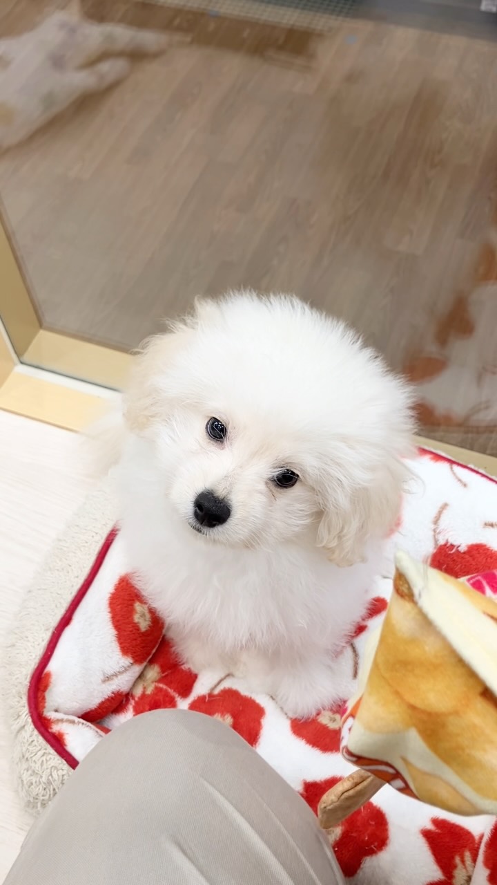 遊ぶの大好き甘えん坊のポメプーくん🚹🐾