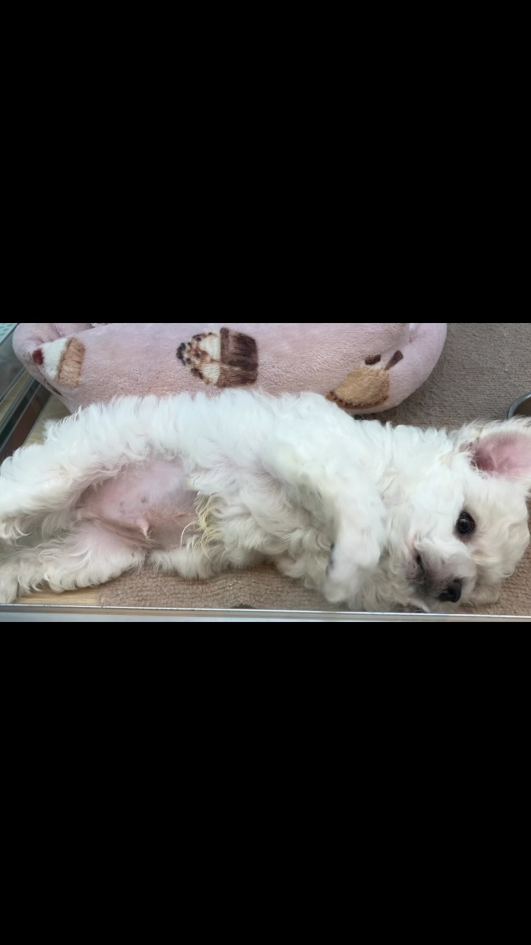 アピールもできちゃうビションくん🐶🩵