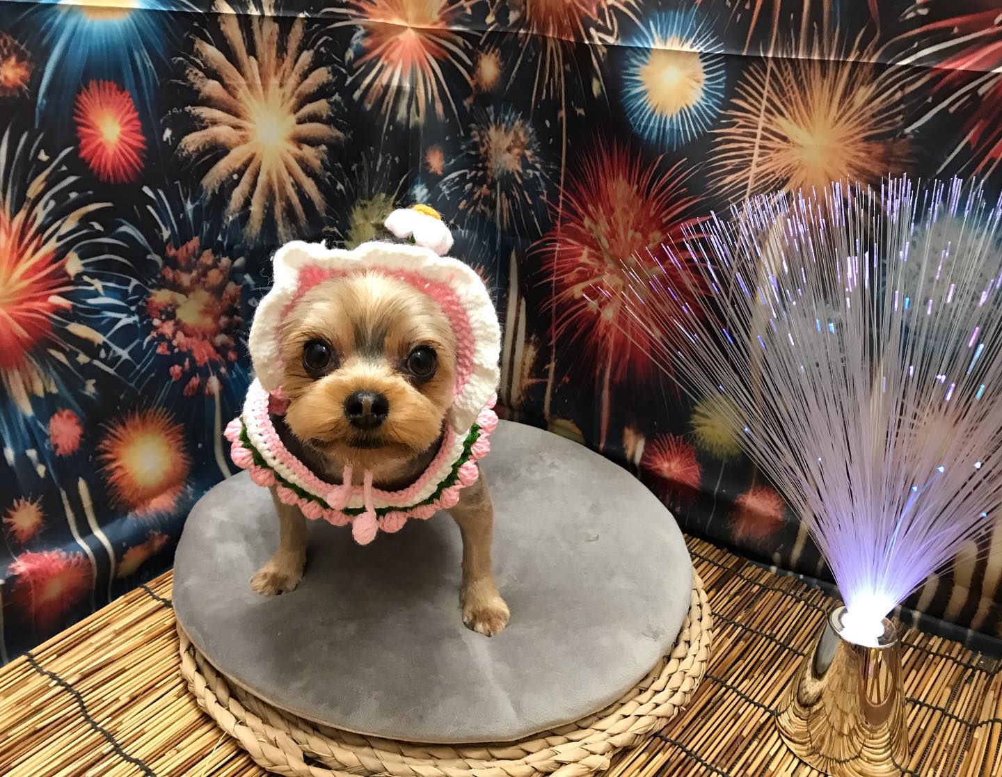🐶ヨーキーのポッキーちゃん🐶