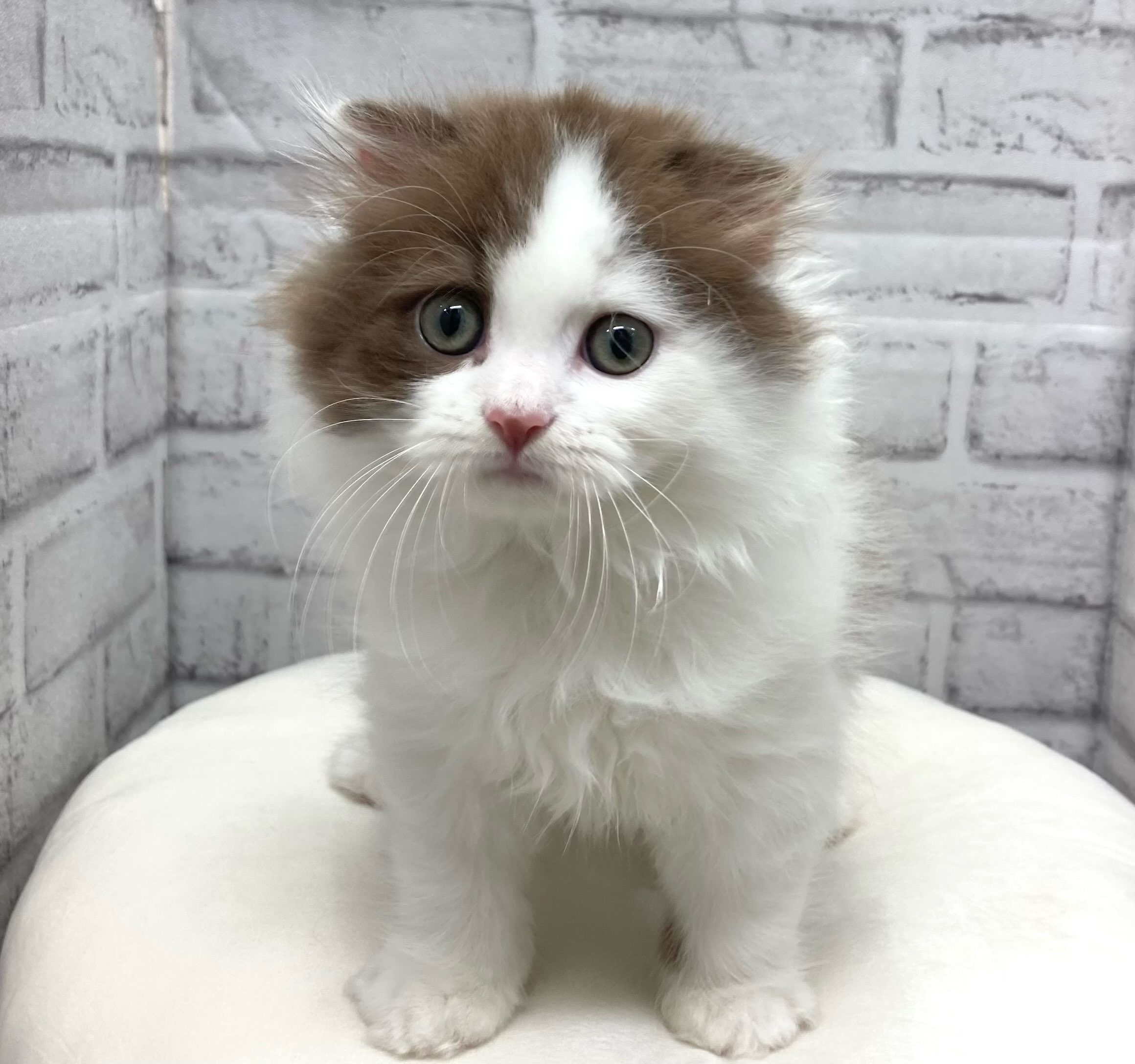 正面もかわいいにゃんこ🌟