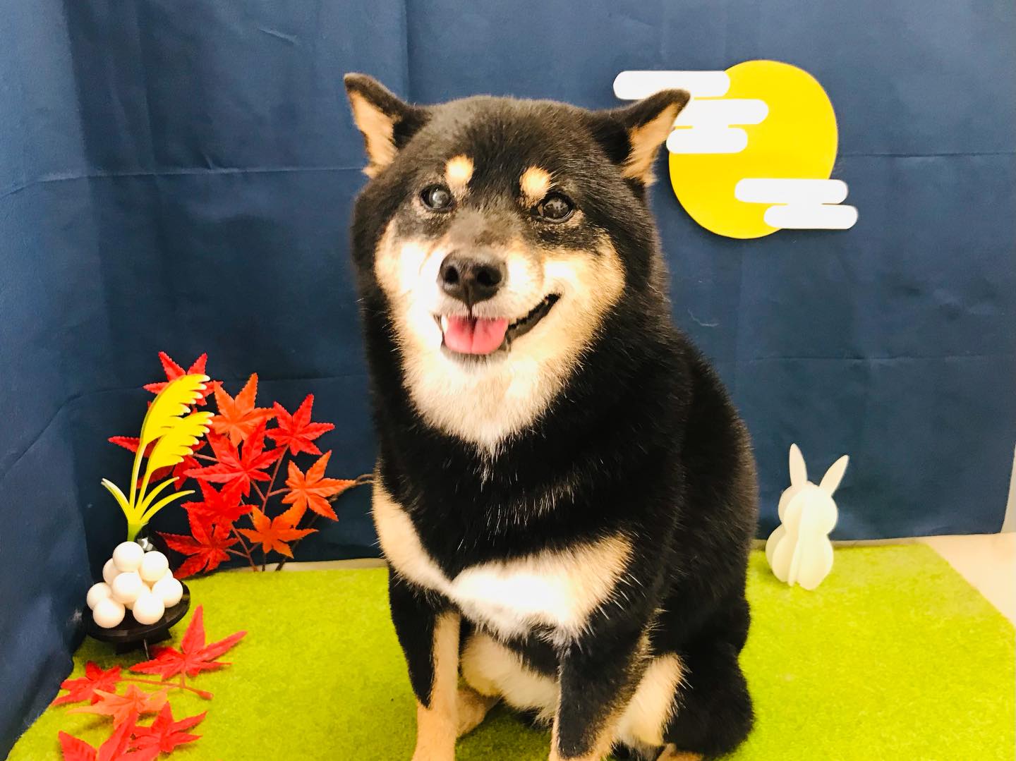 トリミングご利用のお客様です❣️