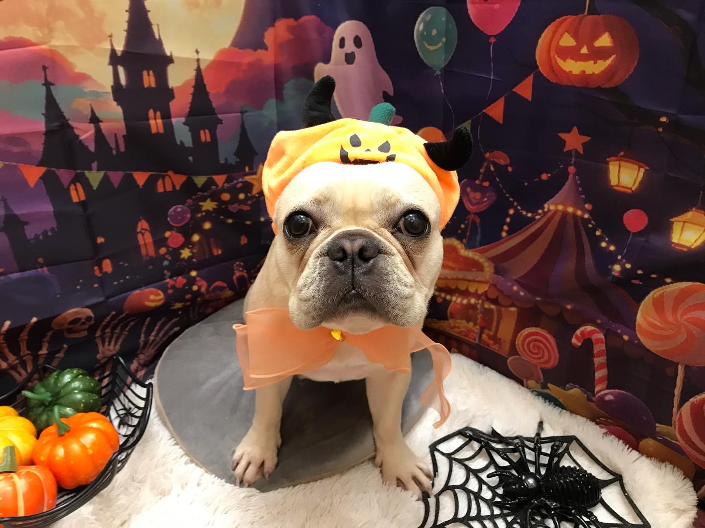 🐶フレンチブルドッグのフウカちゃん🐶