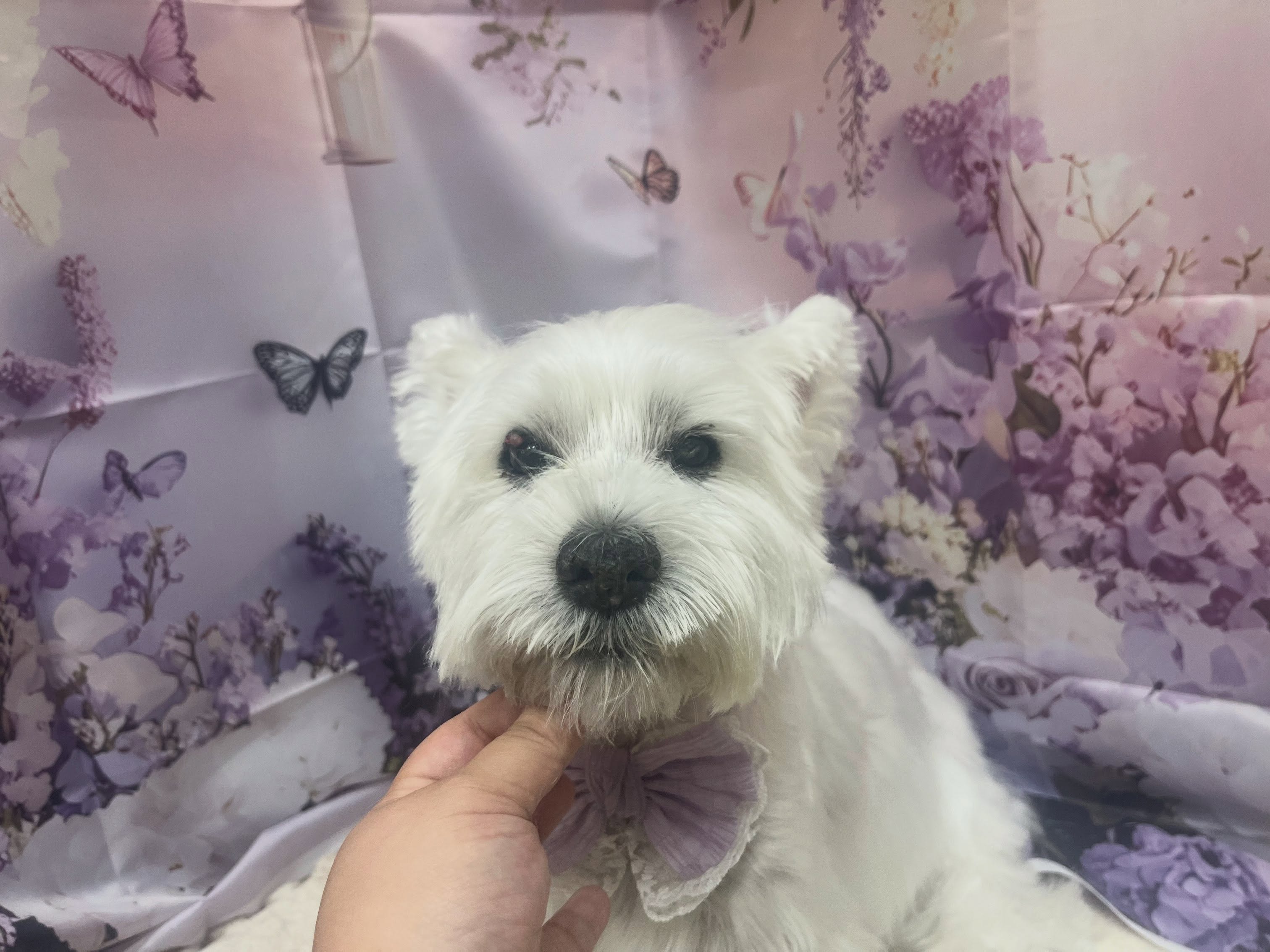 トリミングのお客様です✂️🐾🦄🧸🪻💜