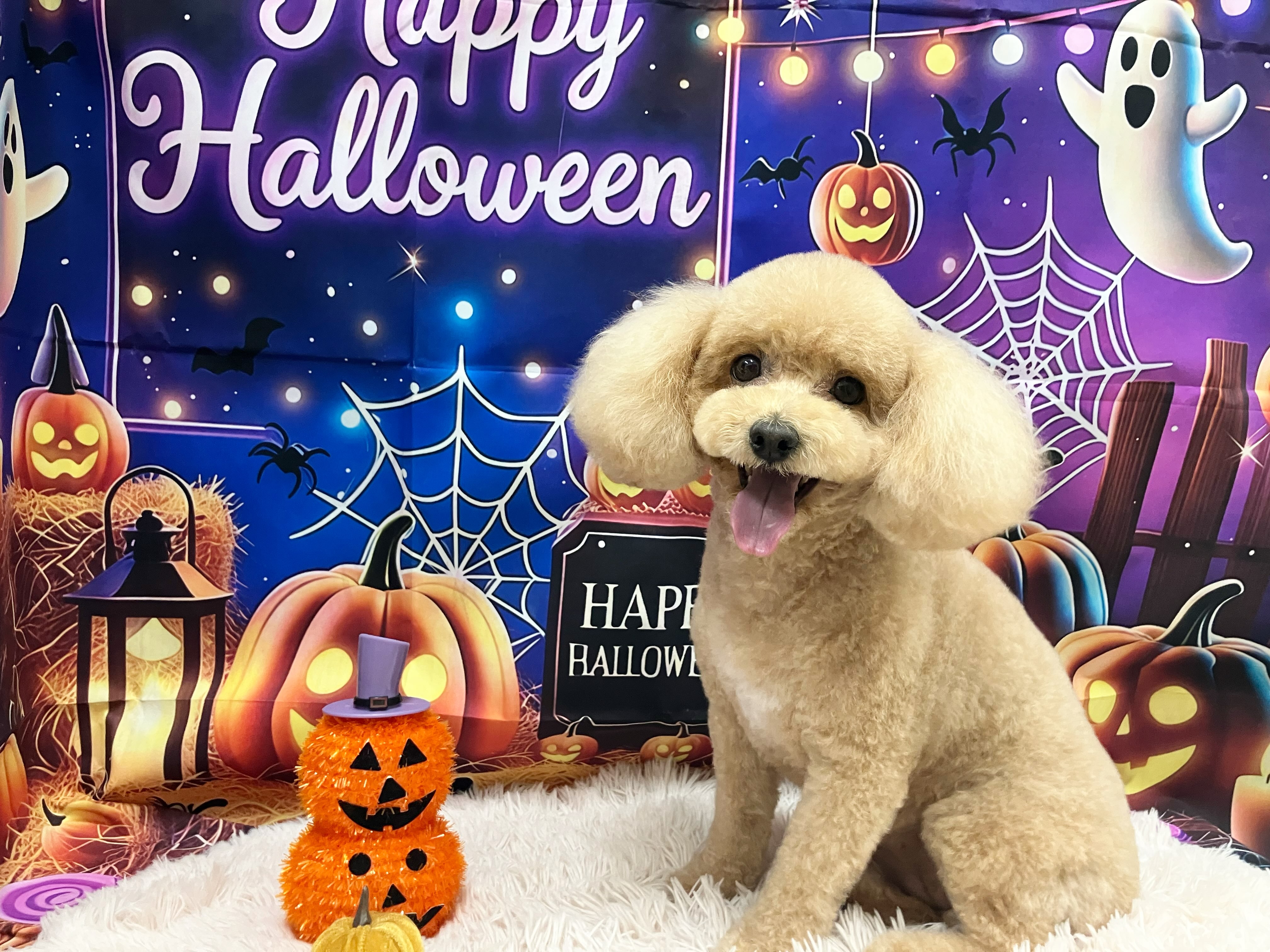 モコちゃん🎃