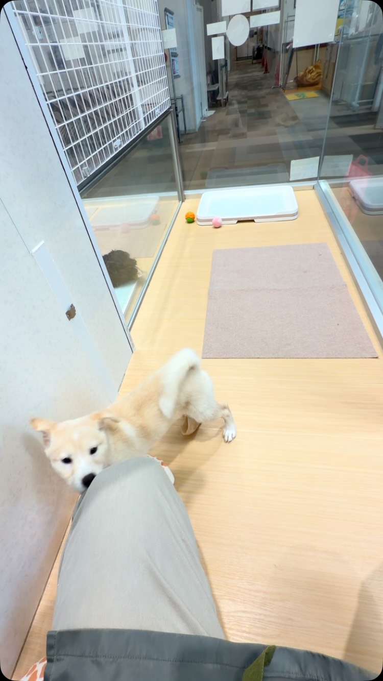 ボール遊びが大好きな柴ちゃん😁✨