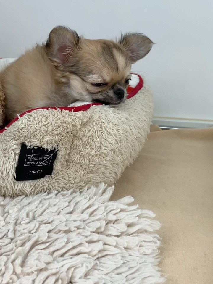 ちーちゃん眠気と戦い中🥱