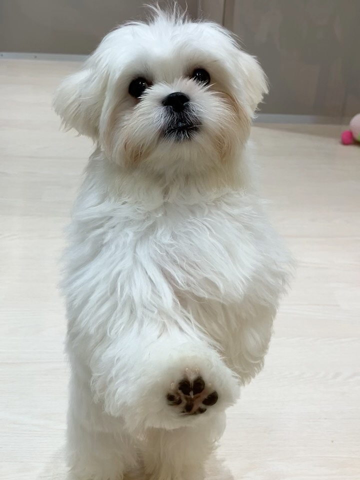 撫でてほしいなぁ…