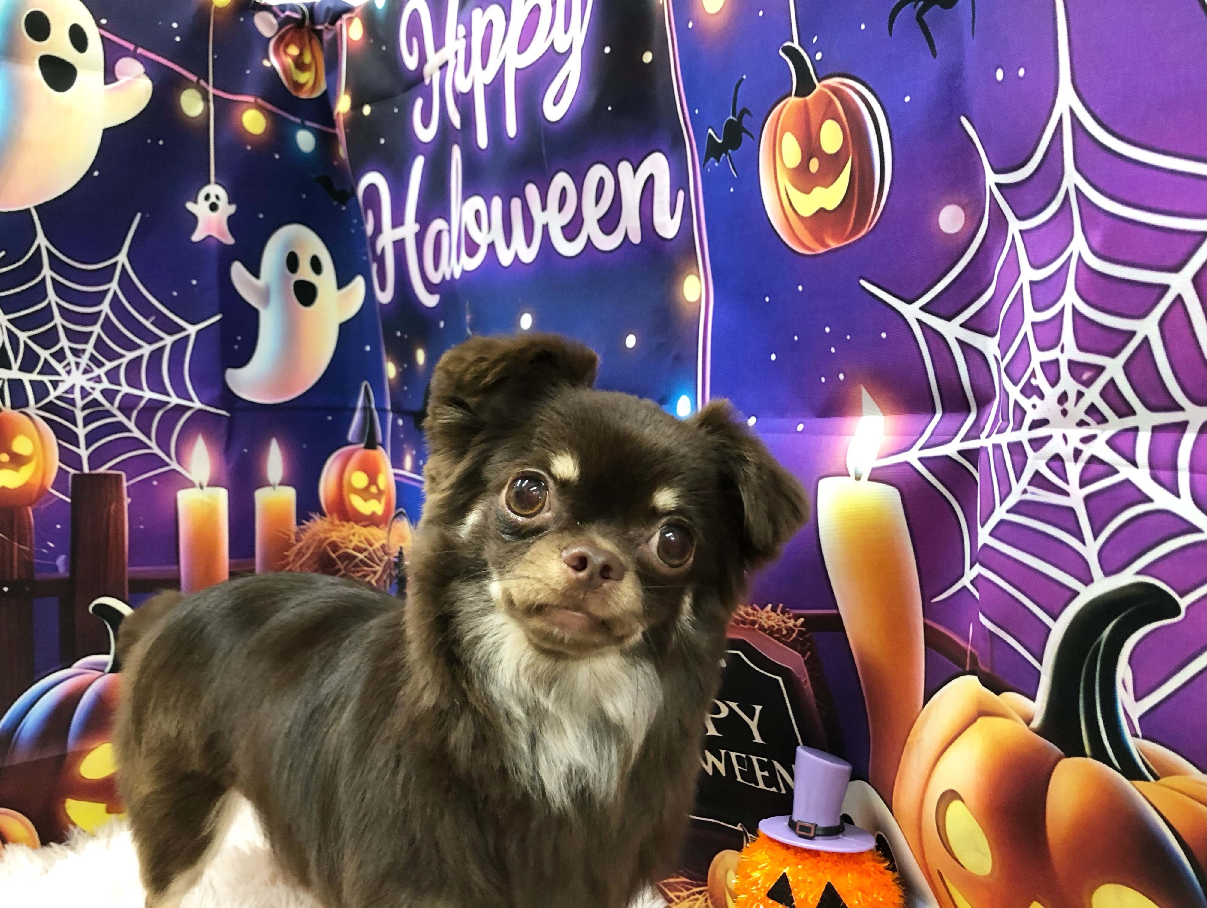こたろうちゃん🎃