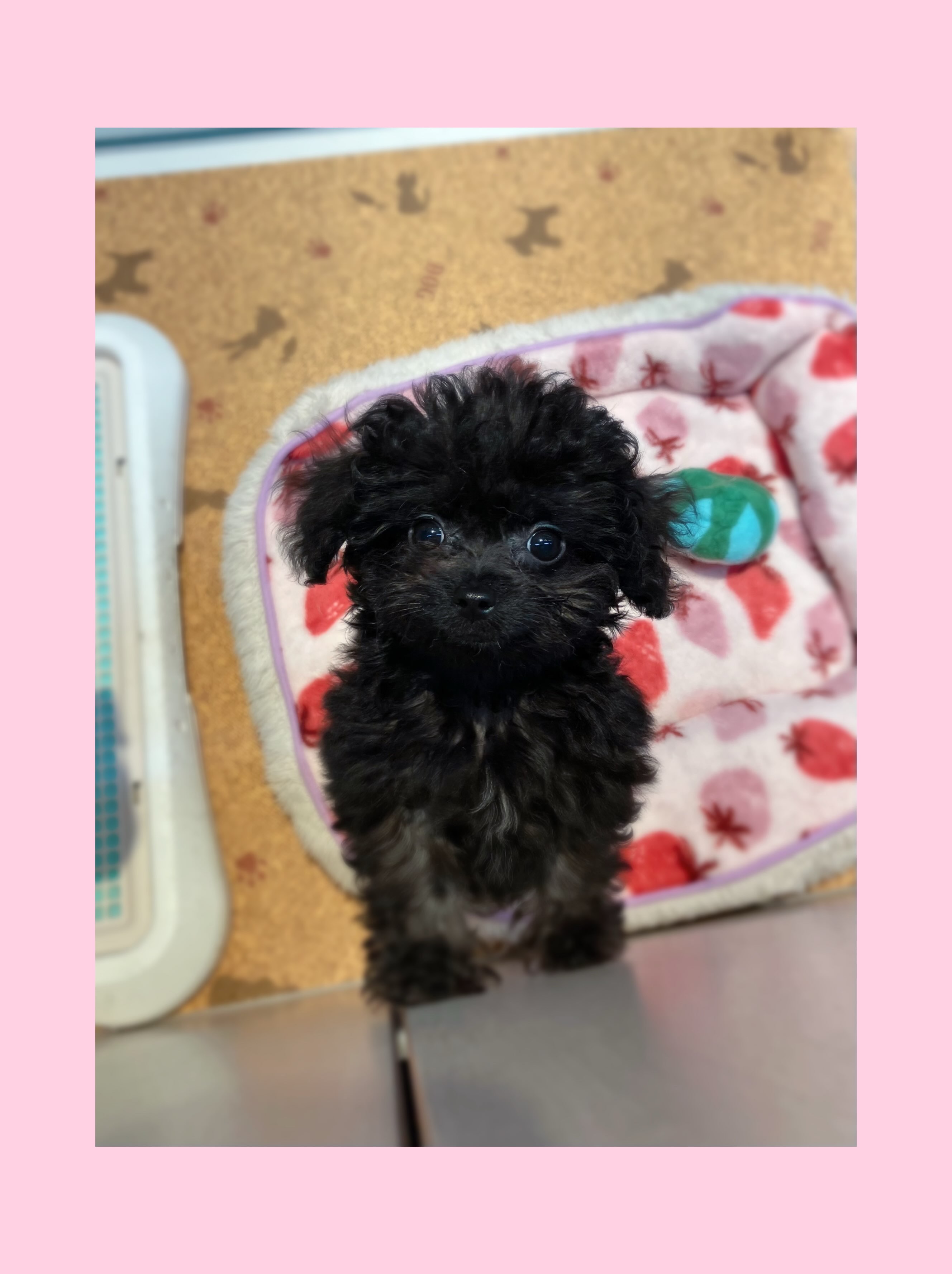 ちびくろチワプーしゃん🖤