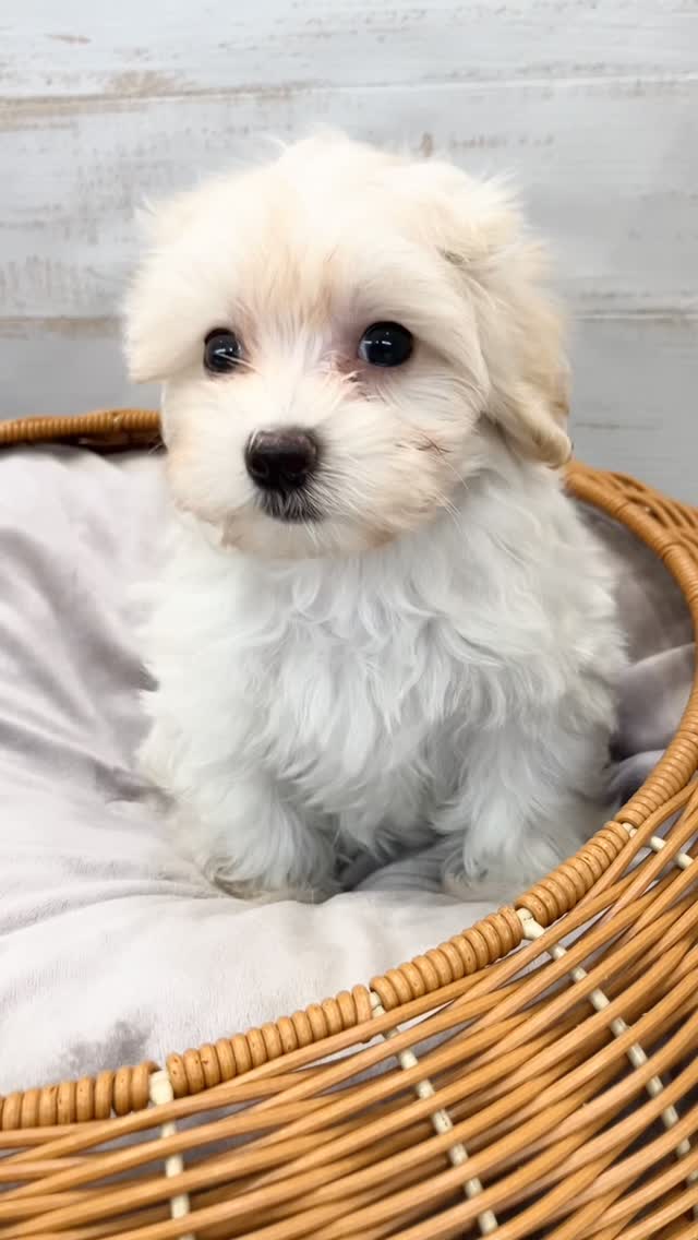 ✨ 新しい仲間がやってきました！✨