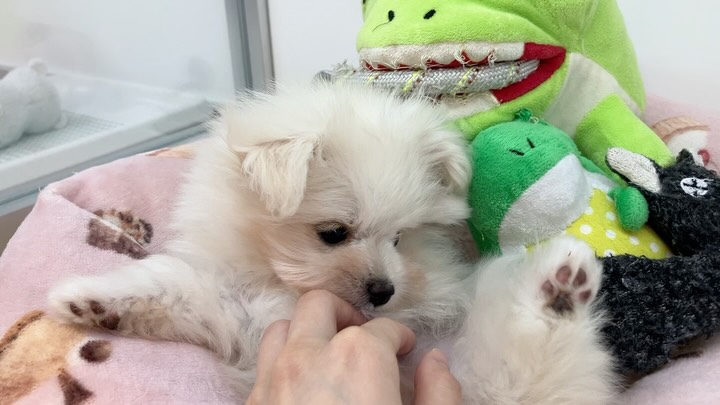 撫でるとつい足があがっちゃうの(*´-`)