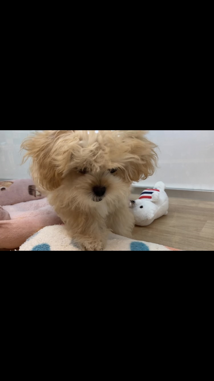 カメラの方が気になるペキプーくん🥴