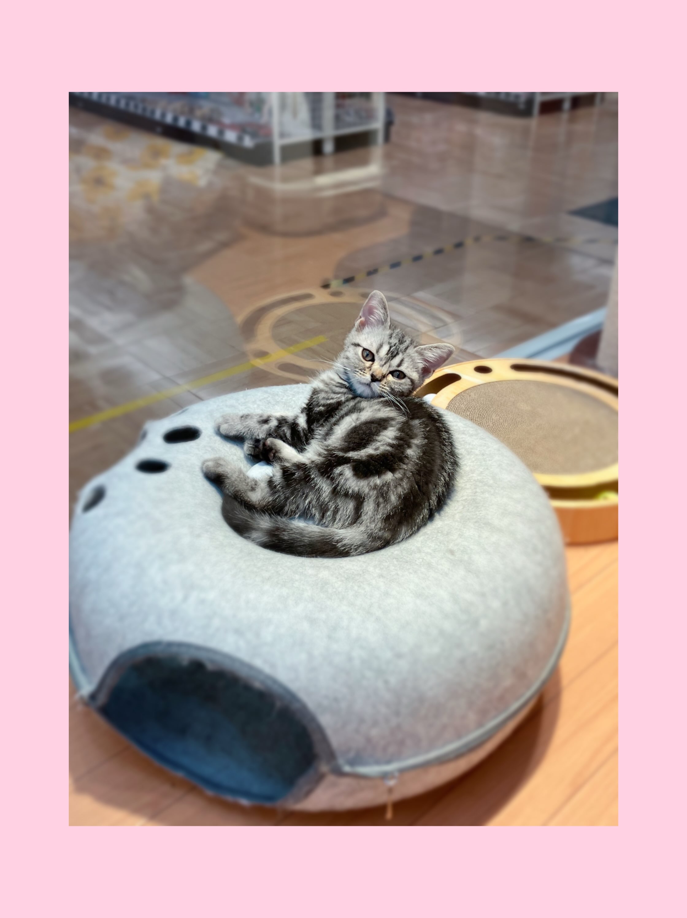 あめにゃんお気に入りの場所🛏️🩷