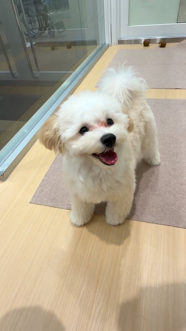 元気いっぱいのマルプーちゃん🐾