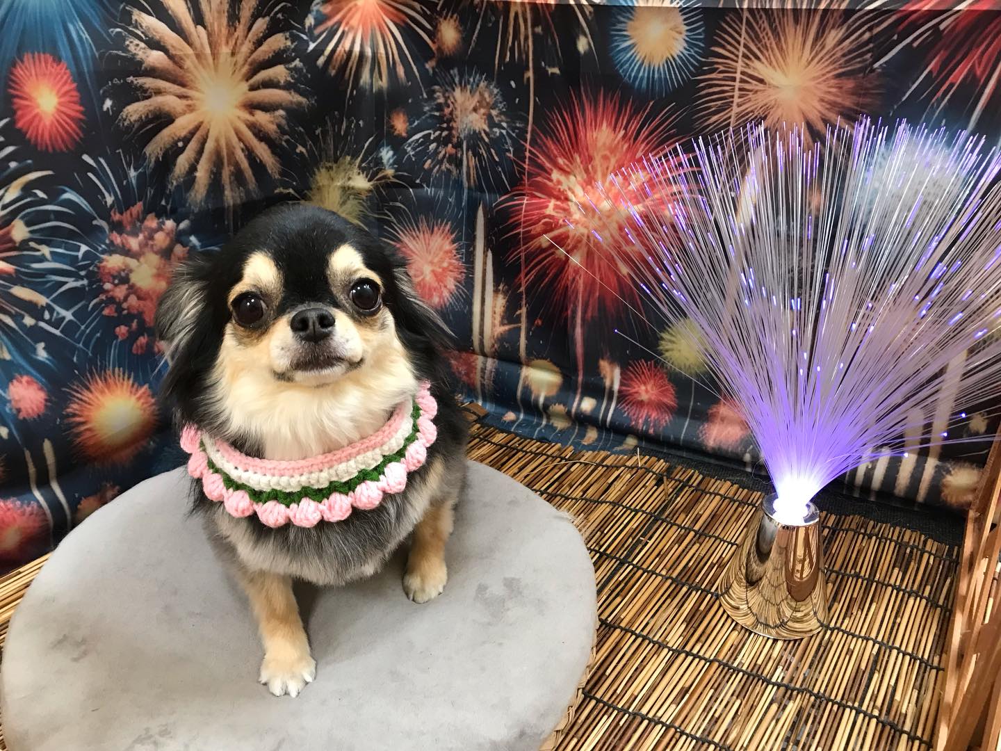 🐶チワワのララちゃん🐶