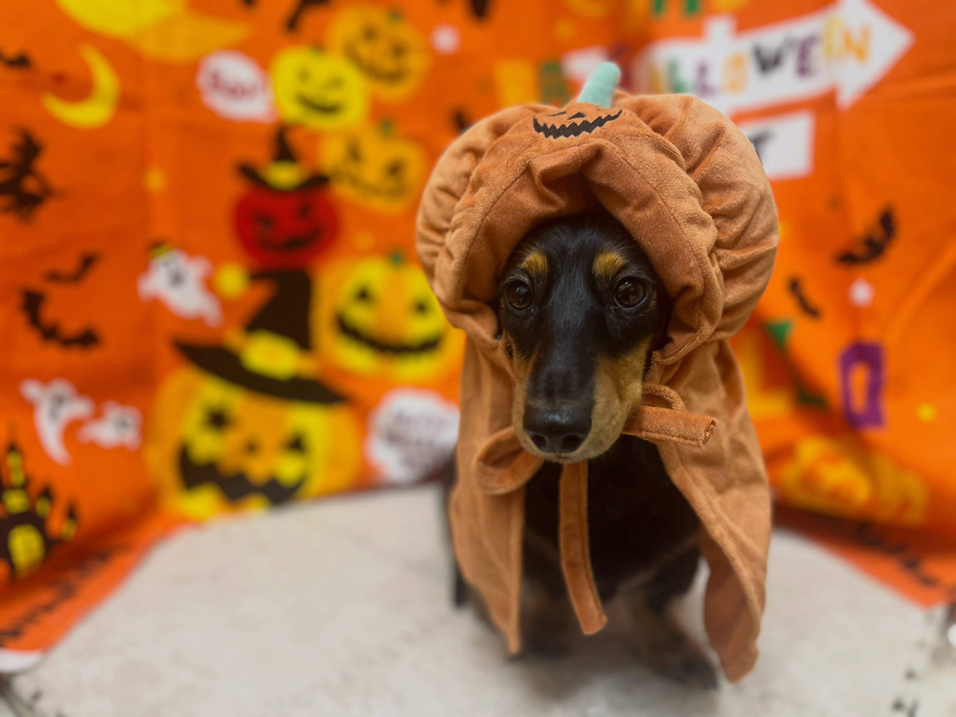 トリミングのお客様です✂️🐾👻🎃🦇