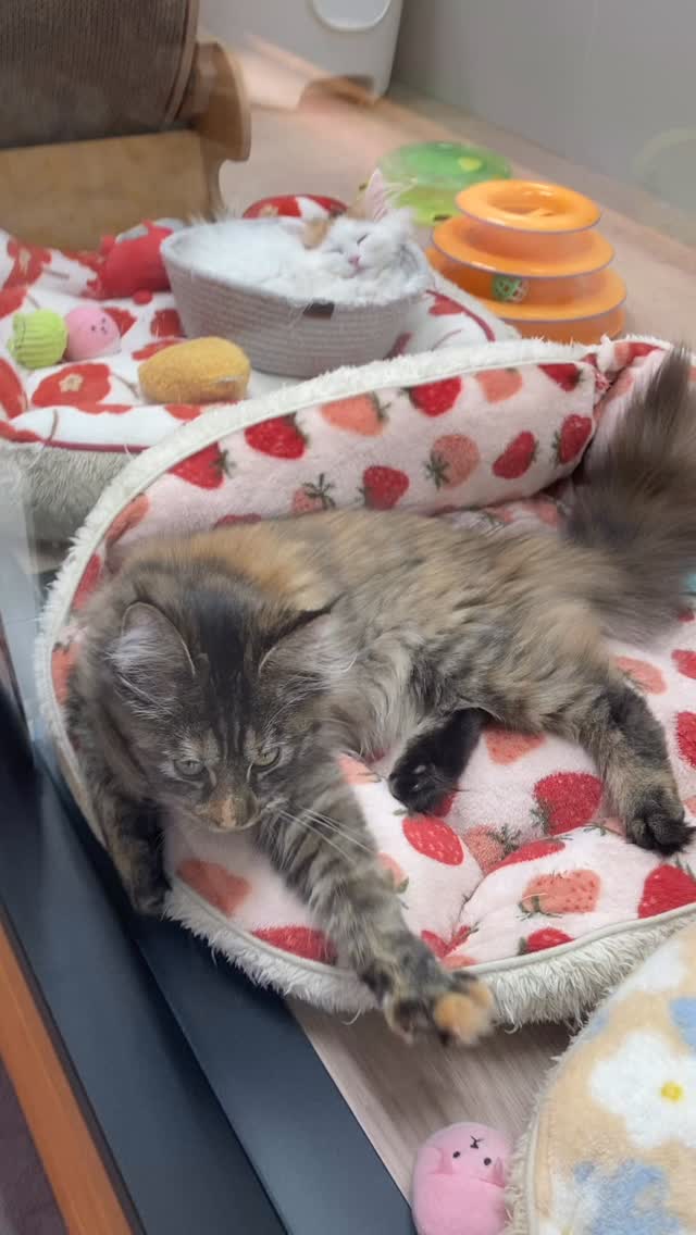 お隣りの子と一緒に🐱❣️
