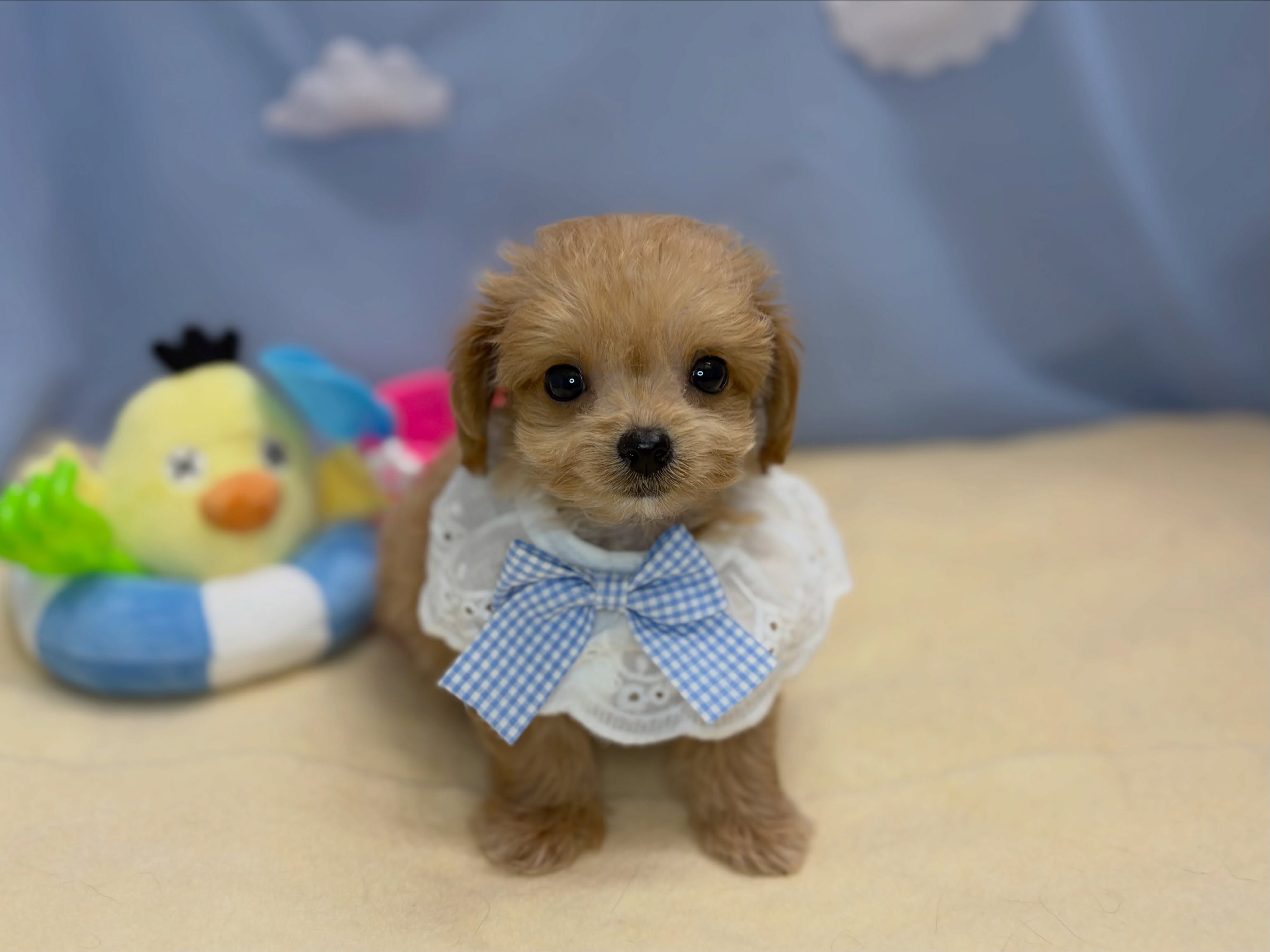 新しく元町店に仲間入りした🐶✨チワプーくん🩵