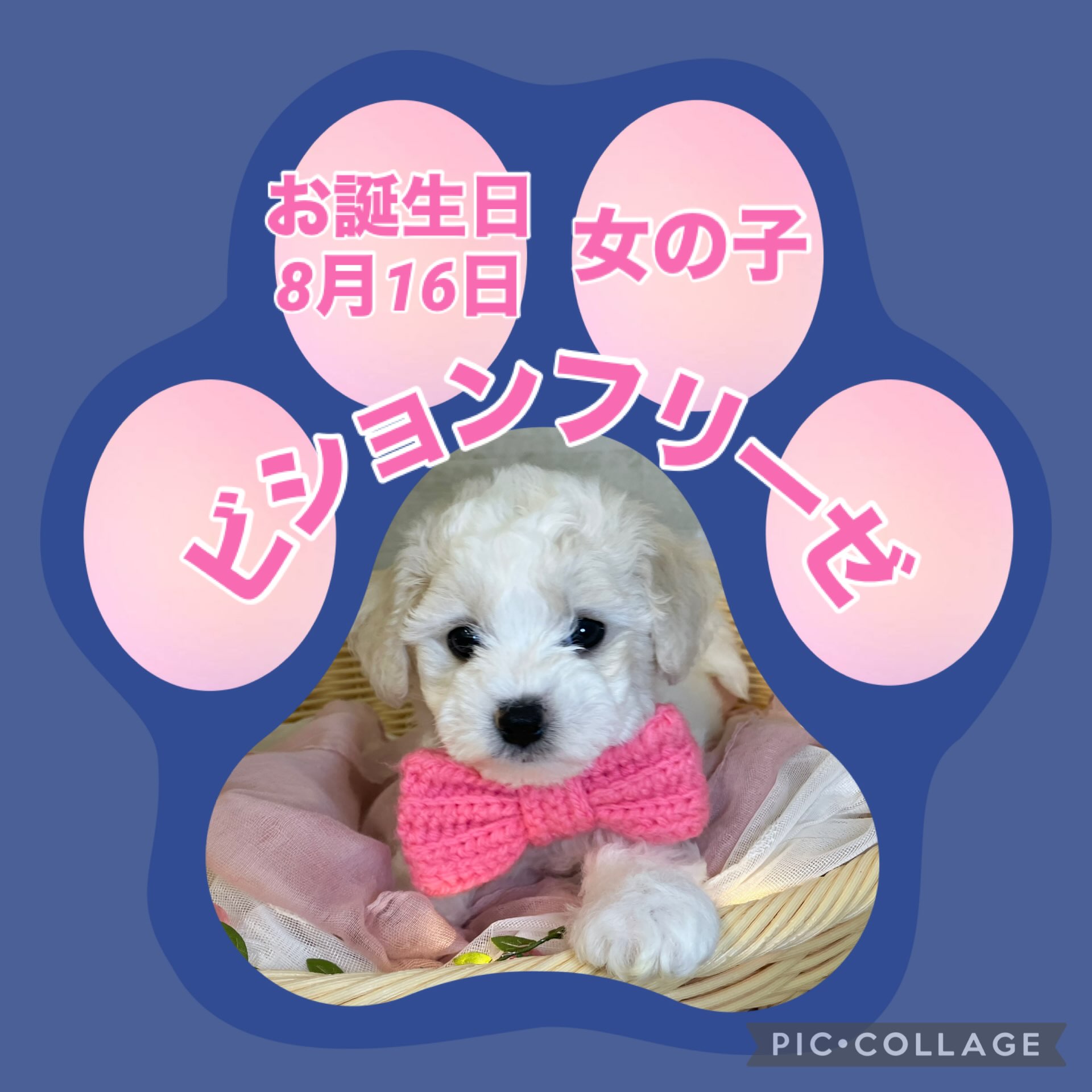とてとて歩く姿がとっても可愛らしい