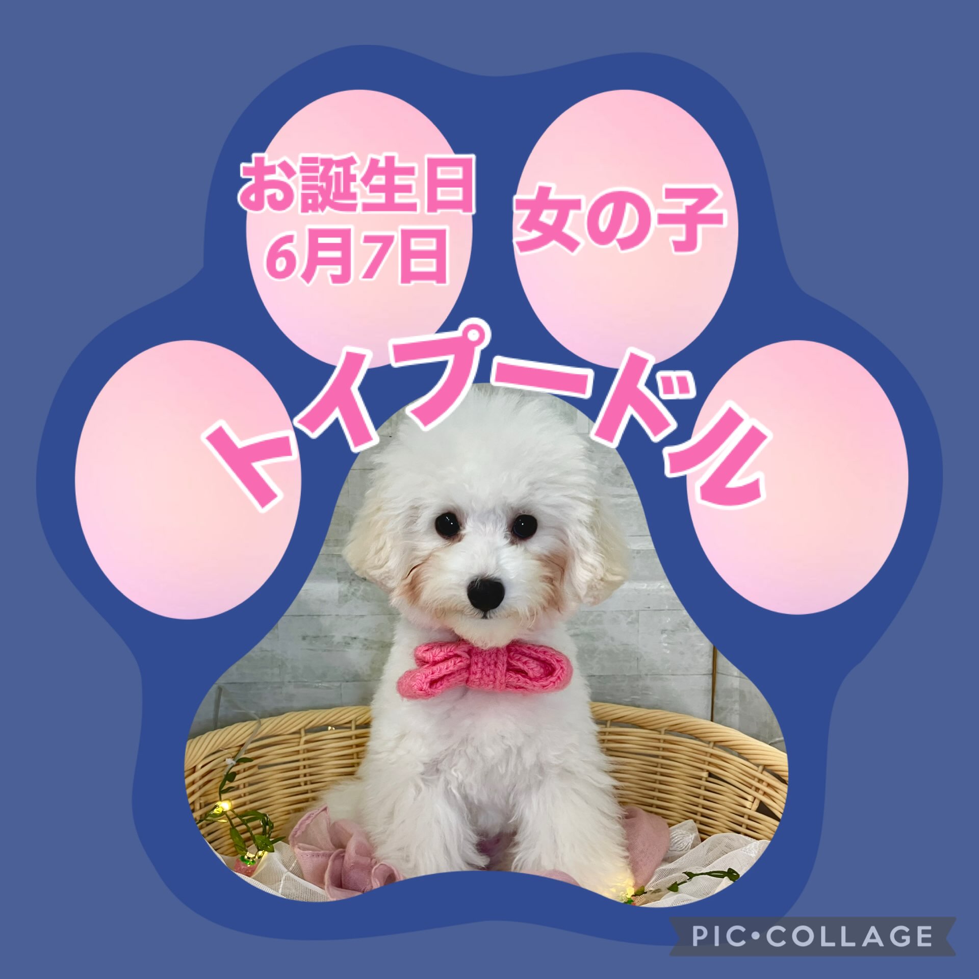 新しく仲間入りしたプードルちゃんです💕