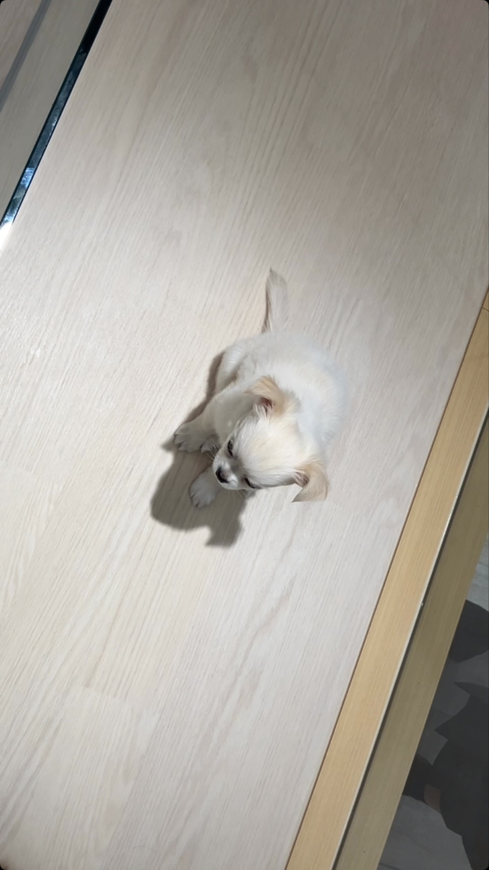 眠くておめめしょぼしょぼちぃちゃん👀