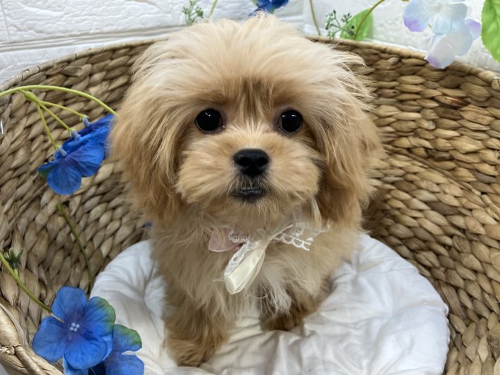 ✨ 新しい仲間がやってきました！✨