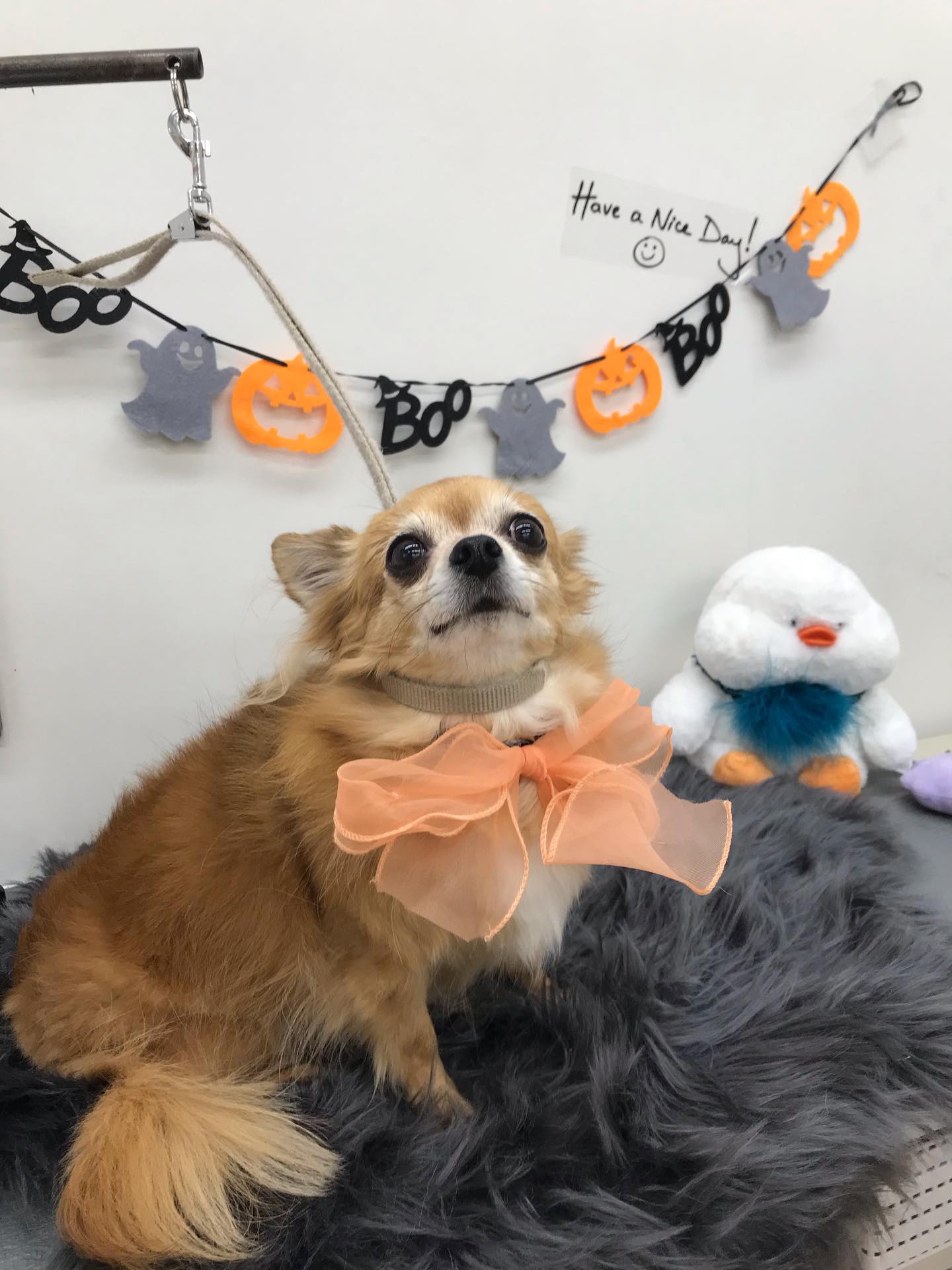 🐶トリミングご利用のお客様です💕