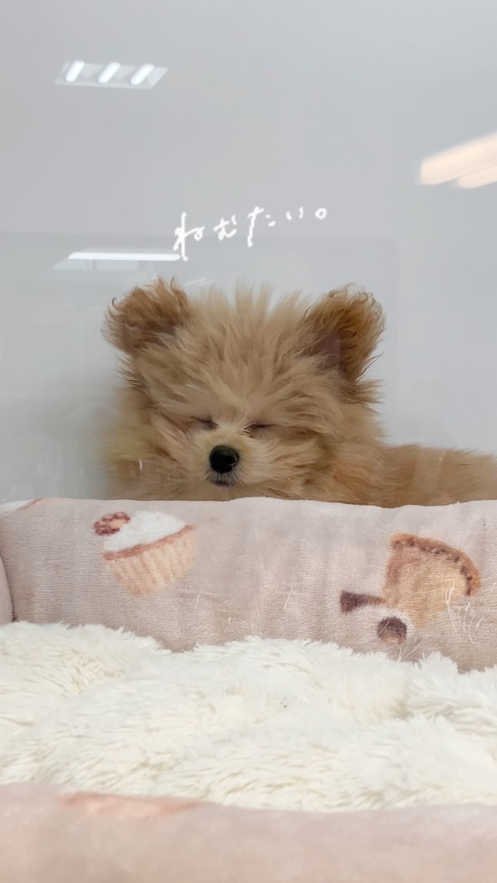 寝起きのポメプーちゃん🥱