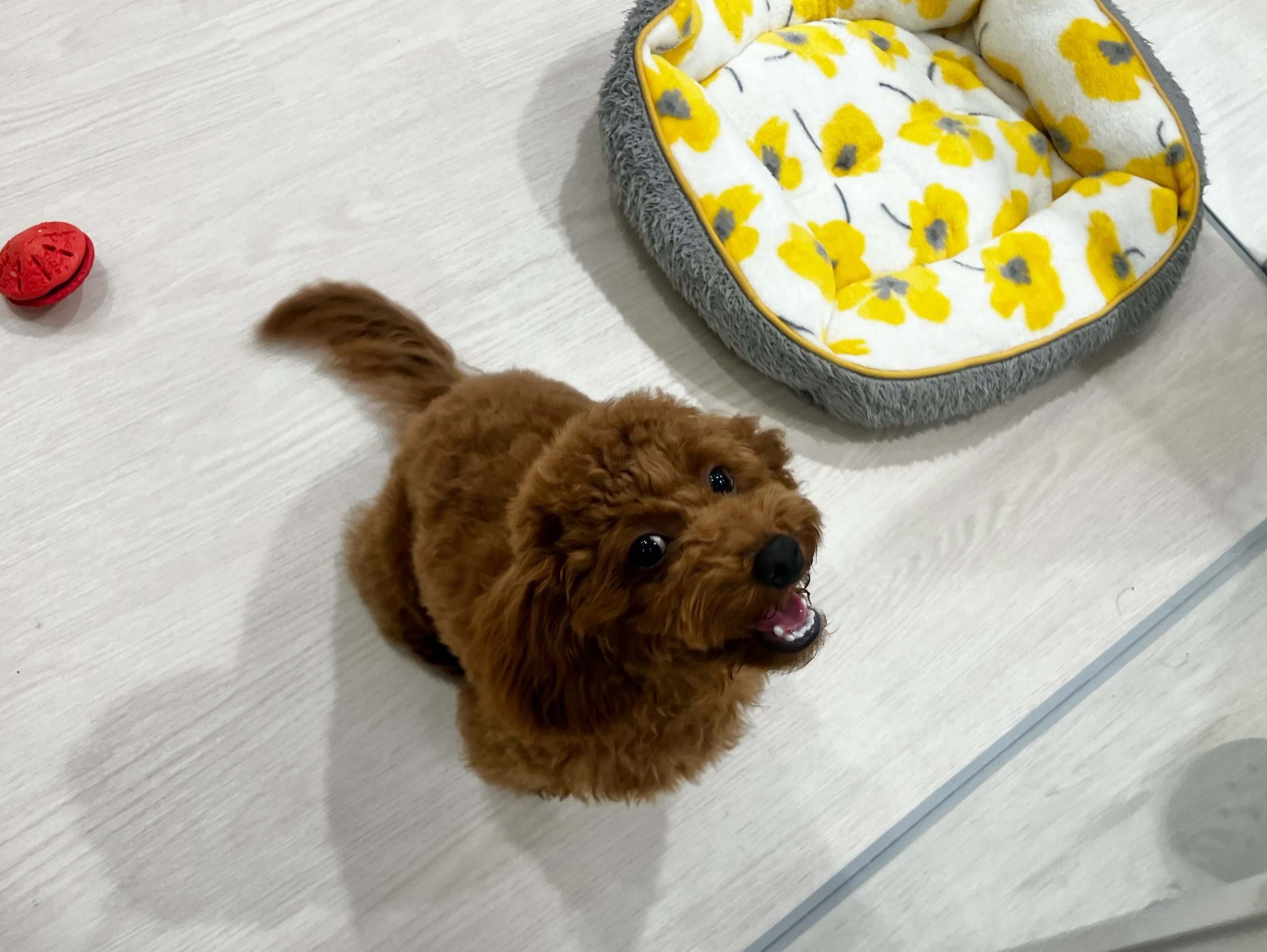横目で何かを訴えるぷーちゃん