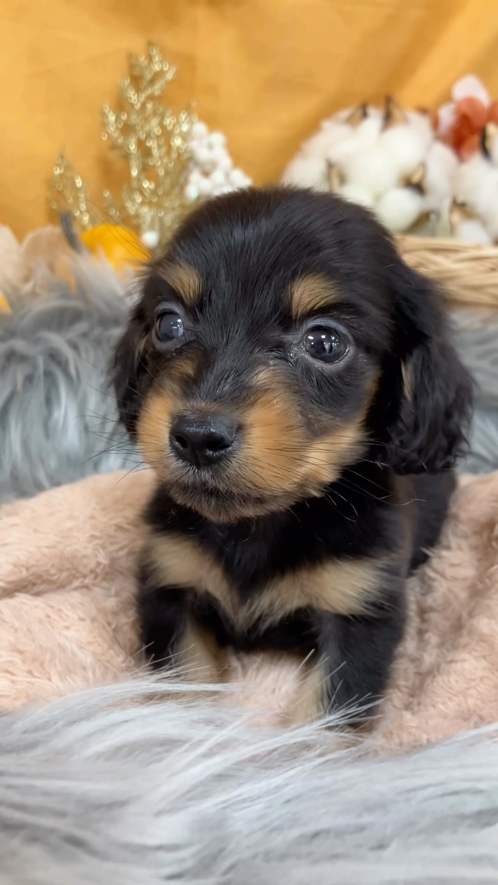 NEWわんこ紹介🐶💖