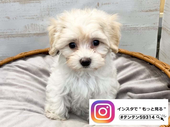 ✨ 新しい仲間がやってきました！✨