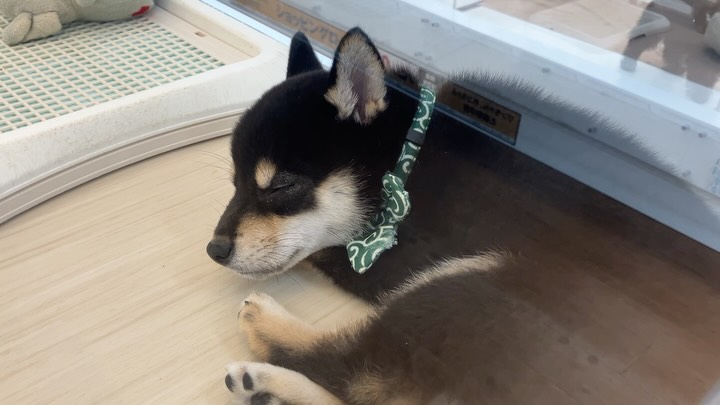 いっぱい遊んで眠たそうな柴ちゃん💤